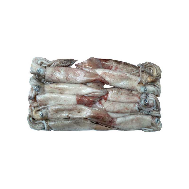 Fzn Illex Squid(Round) 10.72kg 냉동 오징어(L) 400-600