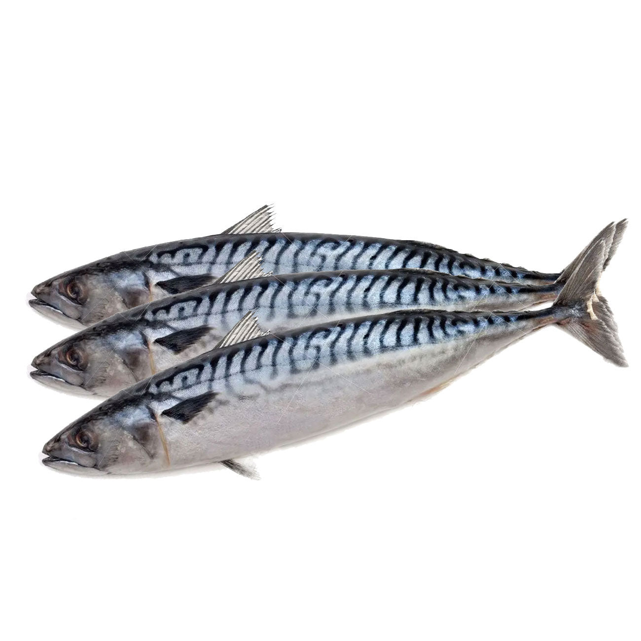 Fzn Norway Mackerel (Whole Round) (400-600)20kg 노르웨이 고등어 – PANASIAFOOD ...