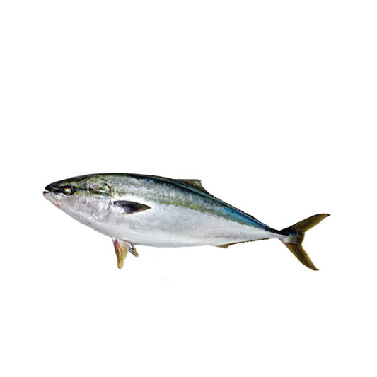 Fzn Yellowtail Fish (Round) 20kg 냉동방어